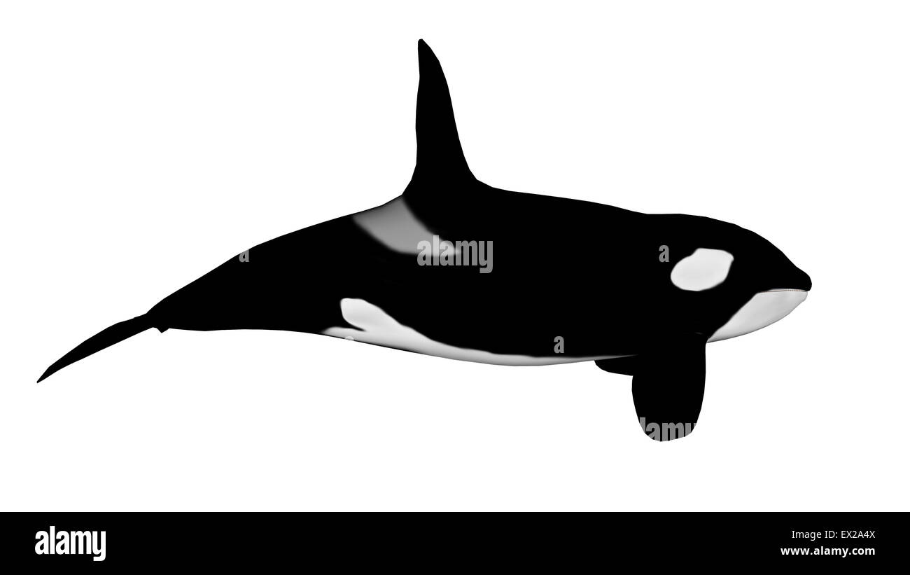 Killer whale isolated in white background - 3D render Stock Photo - Alamy