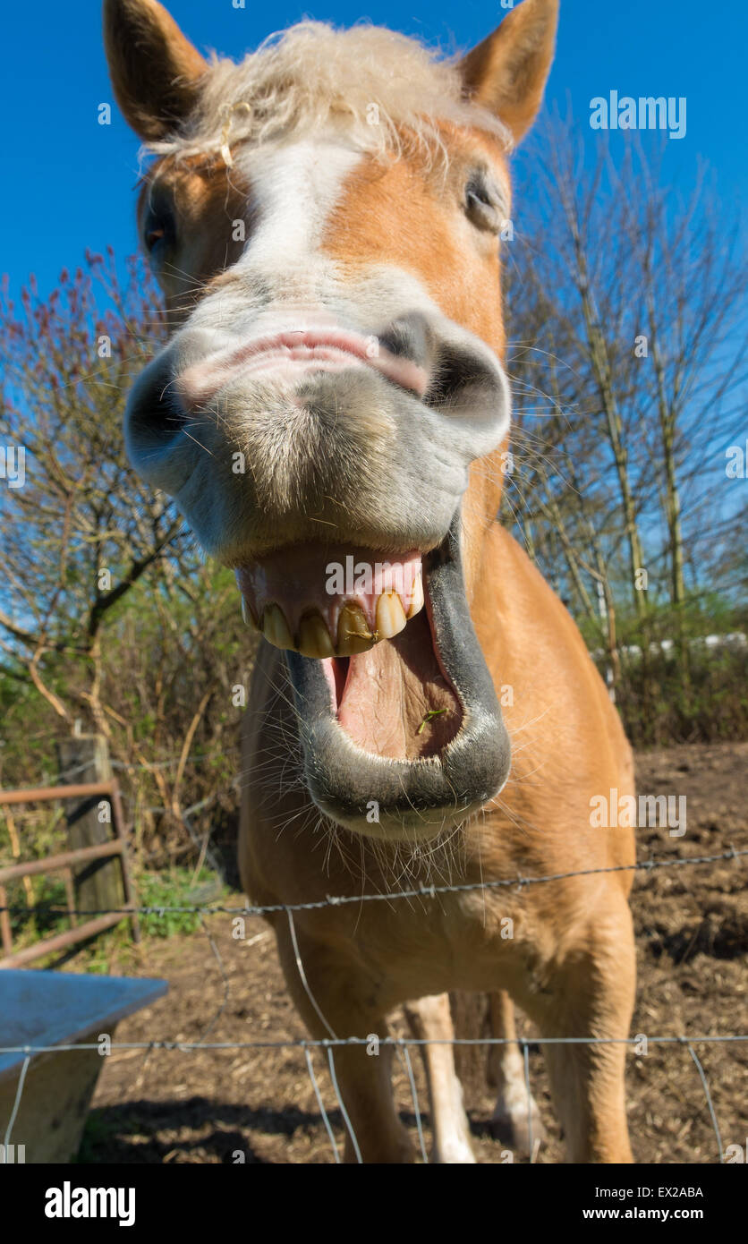 funny portrait of a laughing horse Stock Photo