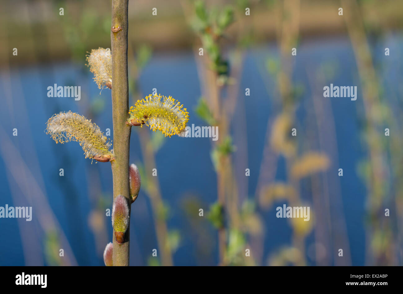 catkins of a goat willow tree Stock Photo Alamy