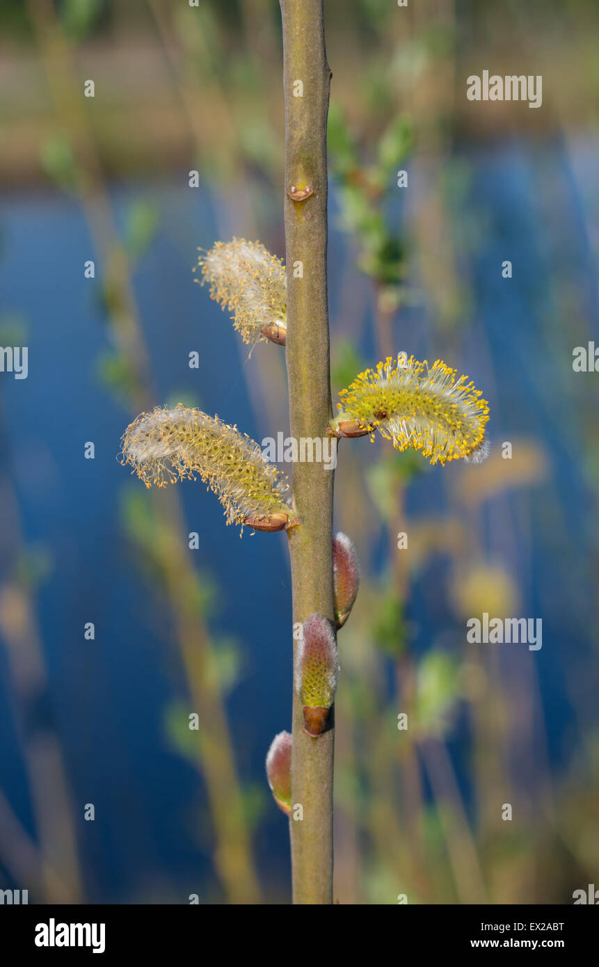 catkins of a goat willow tree Stock Photo Alamy