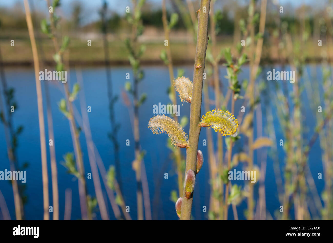 catkins of a goat willow tree Stock Photo Alamy