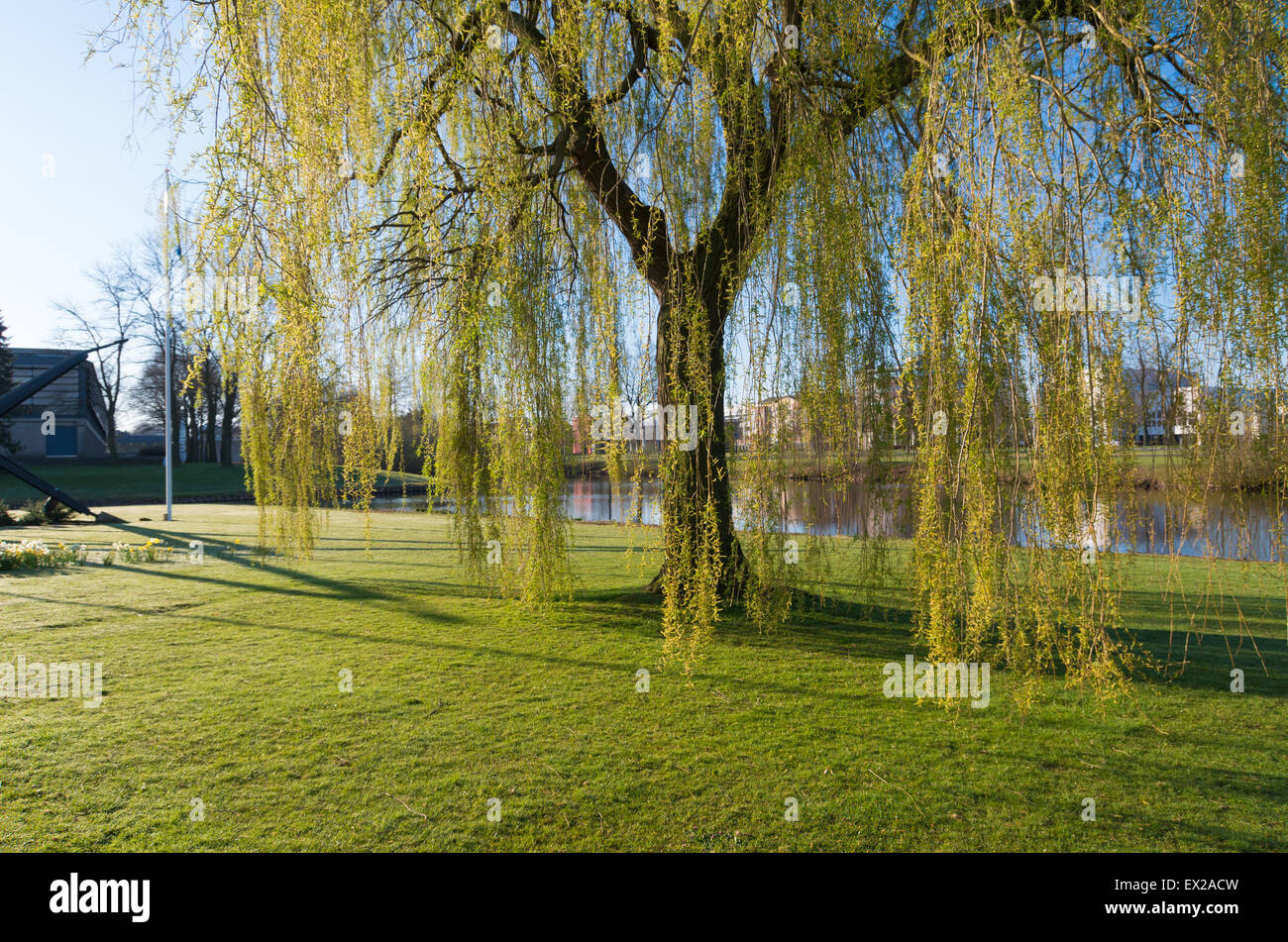weeping willow tree in a park Stock Photo - Alamy