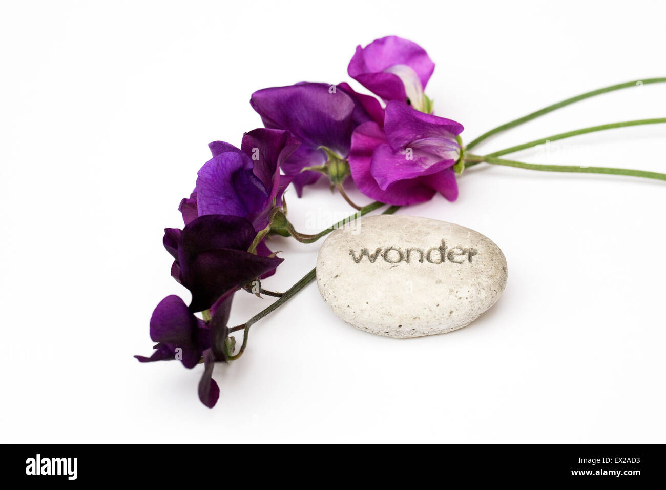 Lathyrus odoratus. Sweet pea flowers and a pebble with the word wonder engraved on it against a white background. Stock Photo