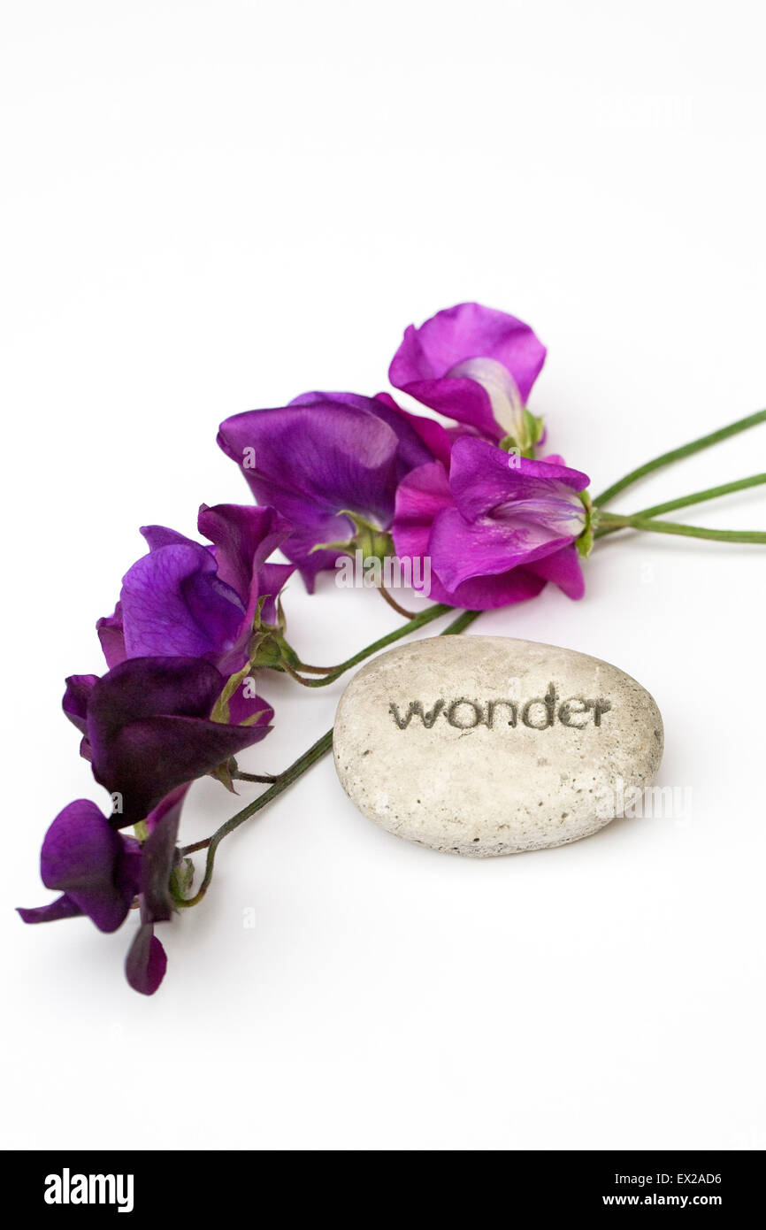 Lathyrus odoratus. Sweet pea flowers and a pebble with the word wonder engraved on it against a white background. Stock Photo