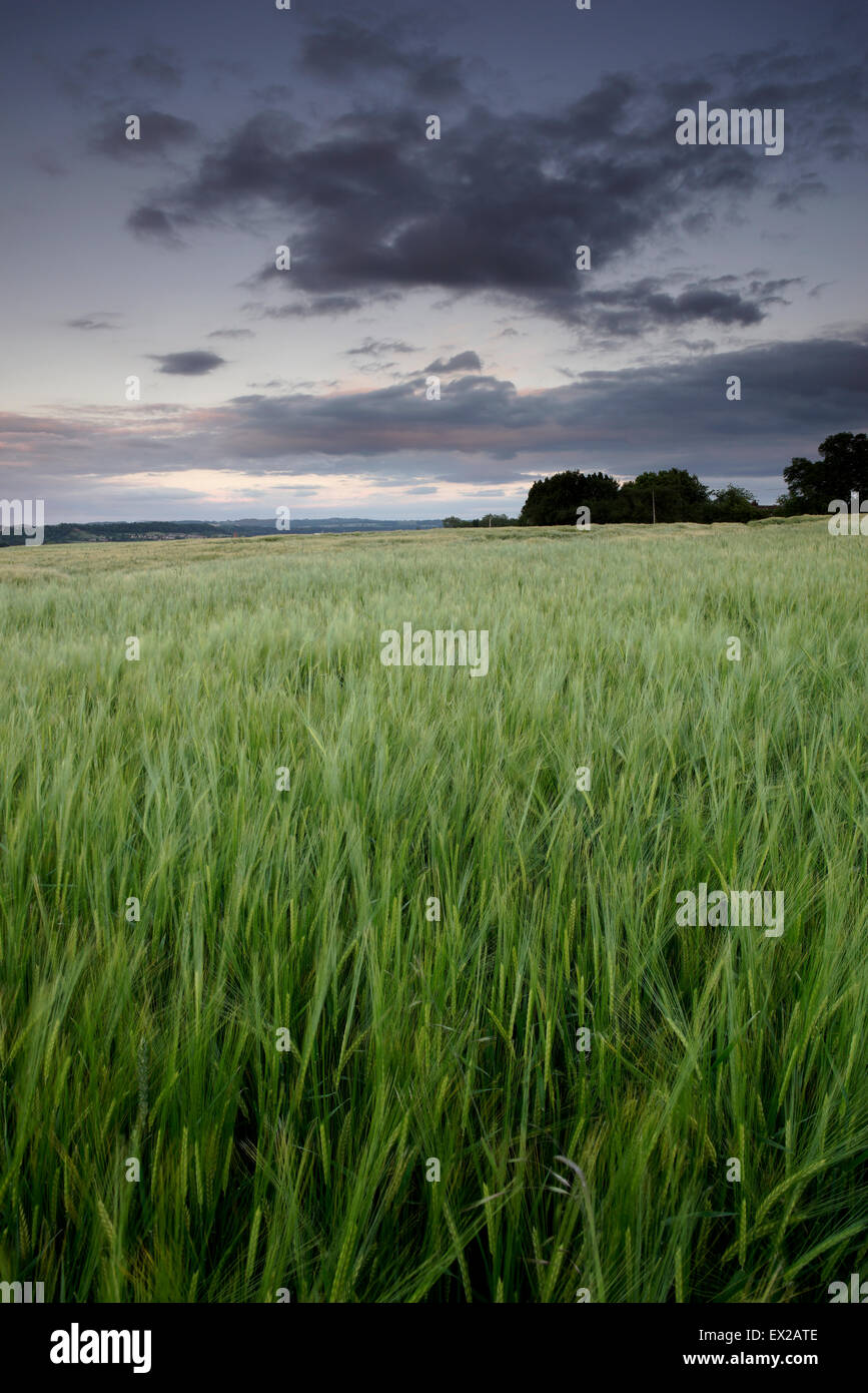 Barley field and dramatic skies looking towards Wolverhampton from
