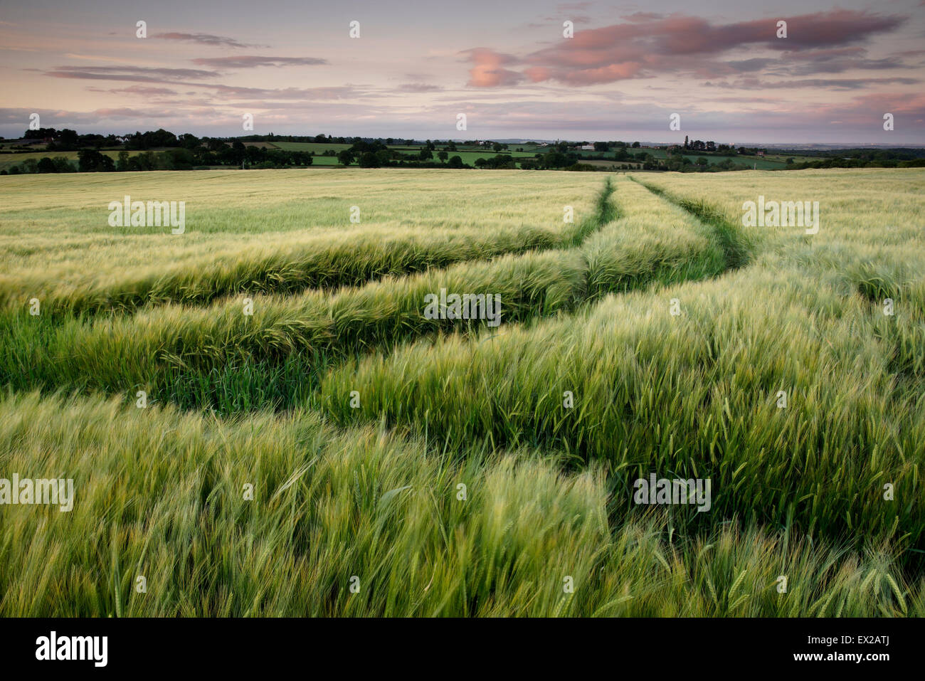 Barley field and dramatic skies looking towards Wolverhampton from