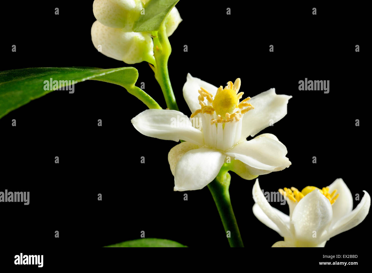 Lime fruit blossom hires stock photography and images Alamy