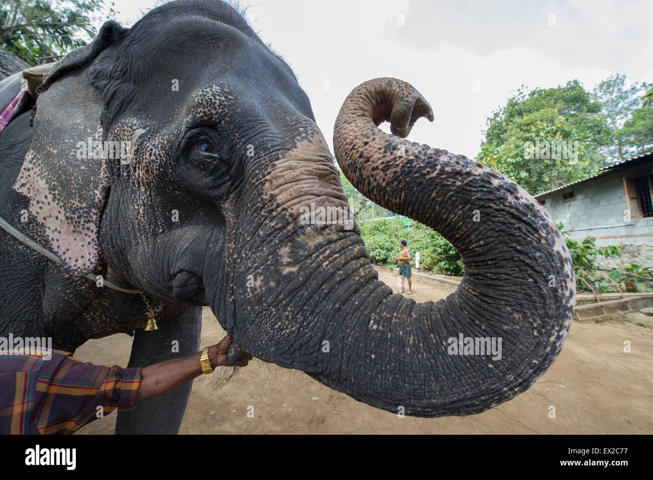 An Indian Elephant (Elephas maximus) at a tourist centre in Thekkady is moved into position by it's Mahout. Stock Photo