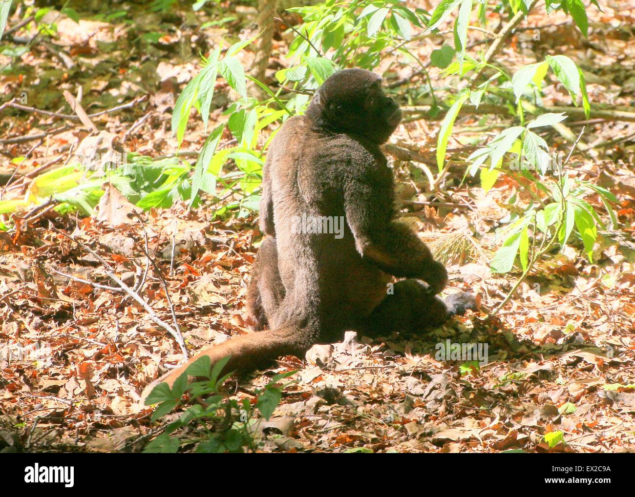 Common Brown or Humboldt's woolly monkey ( Lagothrix lagotricha), native to the Amazon region Stock Photo