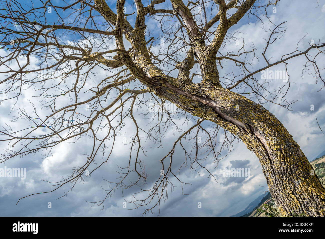 Lonely tree on a hill Stock Photo - Alamy