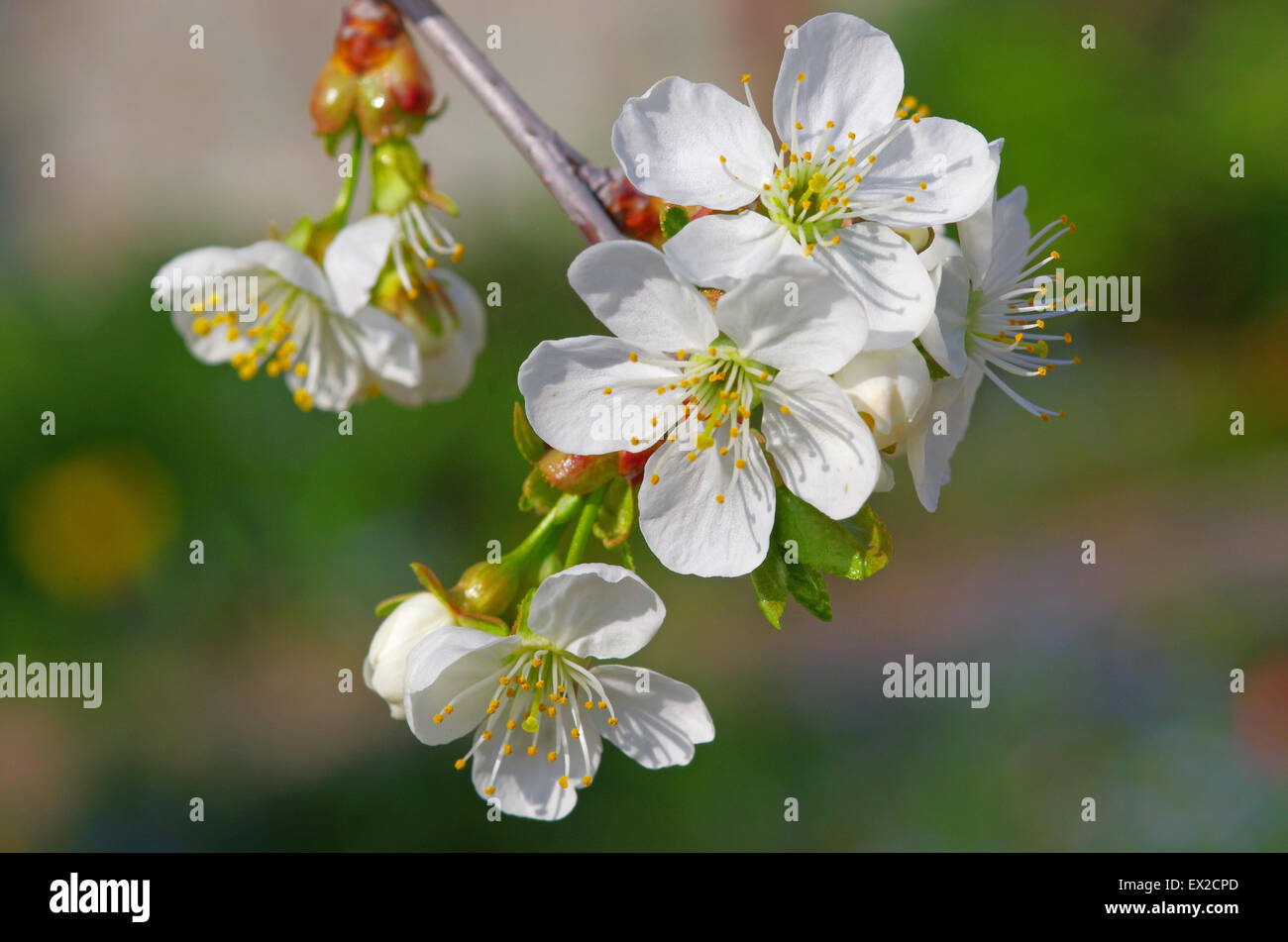 Pin cherry tree hi-res stock photography and images - Alamy
