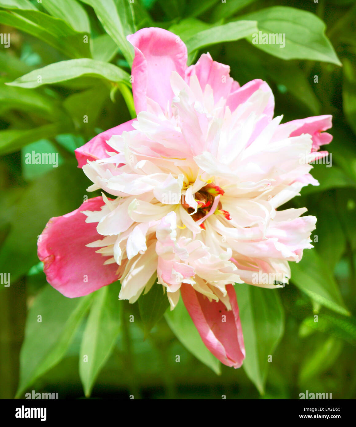 One single flower of peony of pink and white colours on green leaves ...