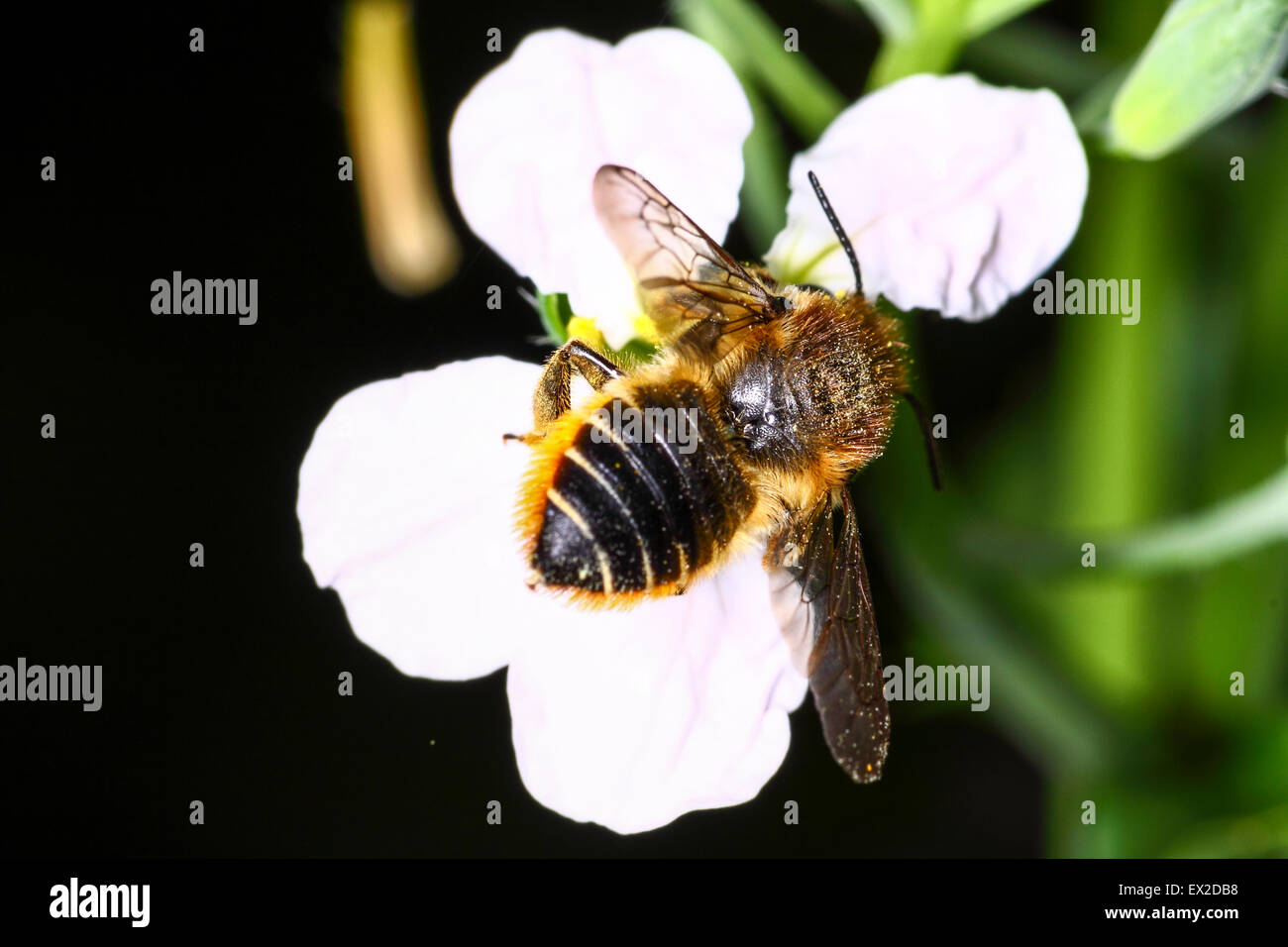 Leeds, Yorkshire, UK. 5th July, 2015. With bright sunny spells in Yorkshire the insects have been having a busy afternoon. This bee was busy pollinating a radish plant flower. Taken on the 5th July 2015 in Leeds, West Yorkshire. Credit:  Andrew Gardner/Alamy Live News Stock Photo