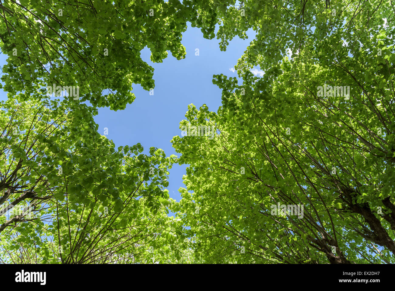 Green trees looking up sun hi-res stock photography and images - Alamy