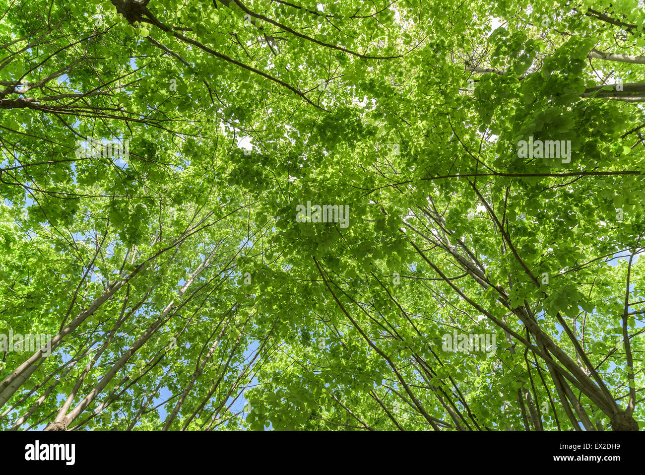 Green trees looking up sun hi-res stock photography and images - Alamy