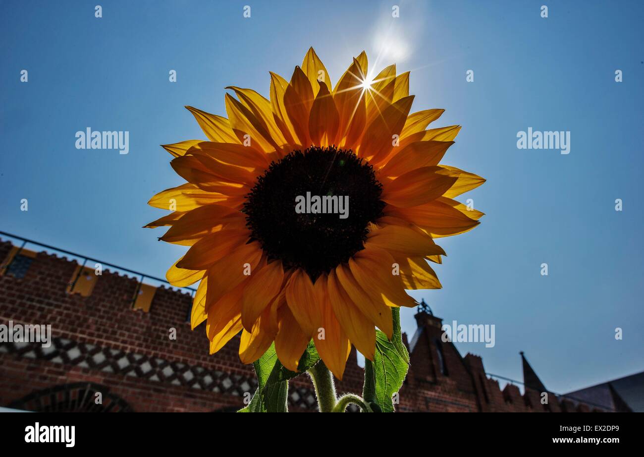 Berlin, Germany. 05th July, 2015. A sunflower covers the sun on the Oberbaum bridge in Berlin, Germany, 05 July 2015. Despite of 37 degree Celsius outside temperature many people spent the day outsides. Photo: PAUK ZINKEN/dpa/Alamy Live News Stock Photo