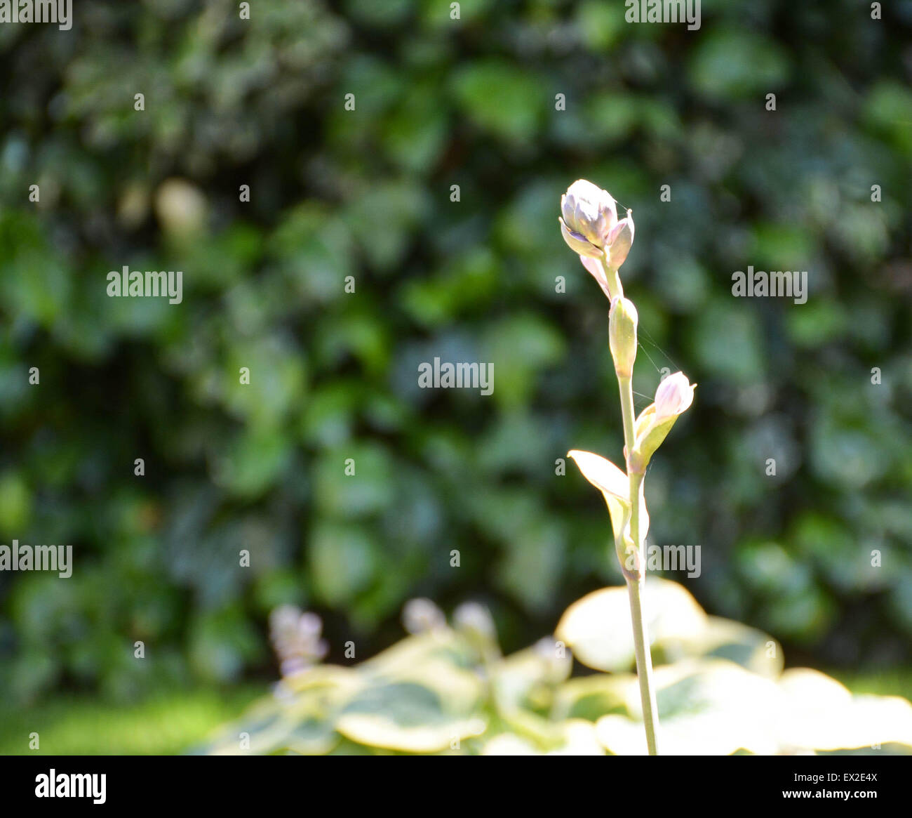 My Image 32