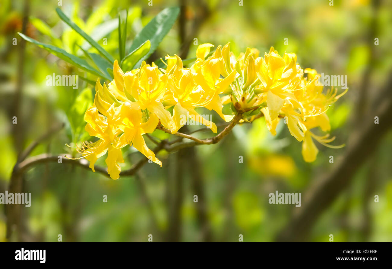 Branch of rhododendron with yellow flowers. Stock Photo