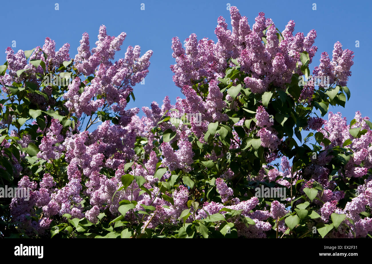 Branches of purple lilac in blossom with many flowers on blue sky Stock ...