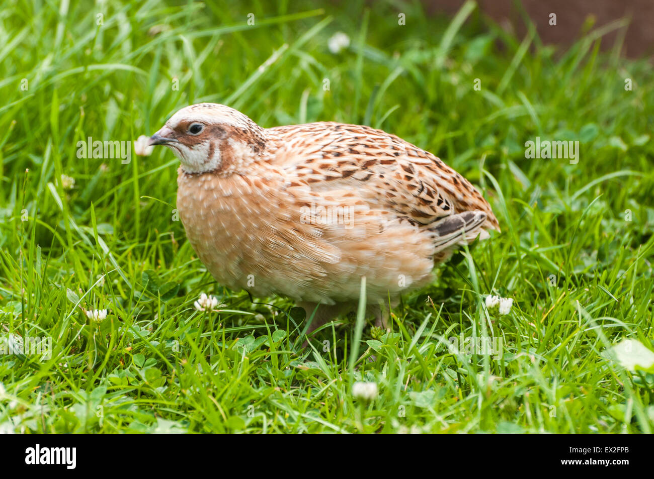 Juvenile partridge at a game bird farm Stock Photo Alamy