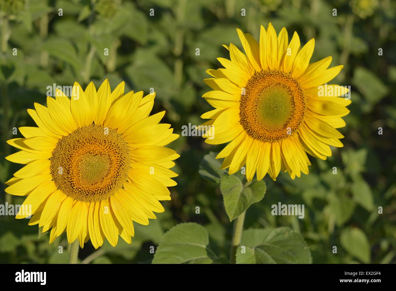Sunflowers in the field Stock Photo - Alamy