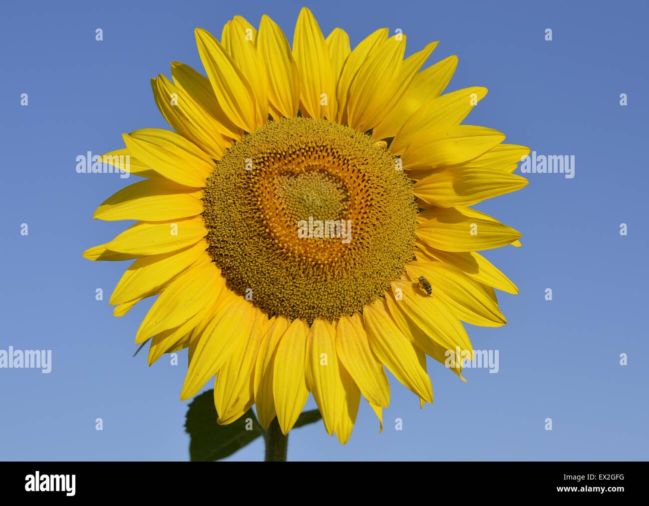 Sunflowers in the field Stock Photo - Alamy