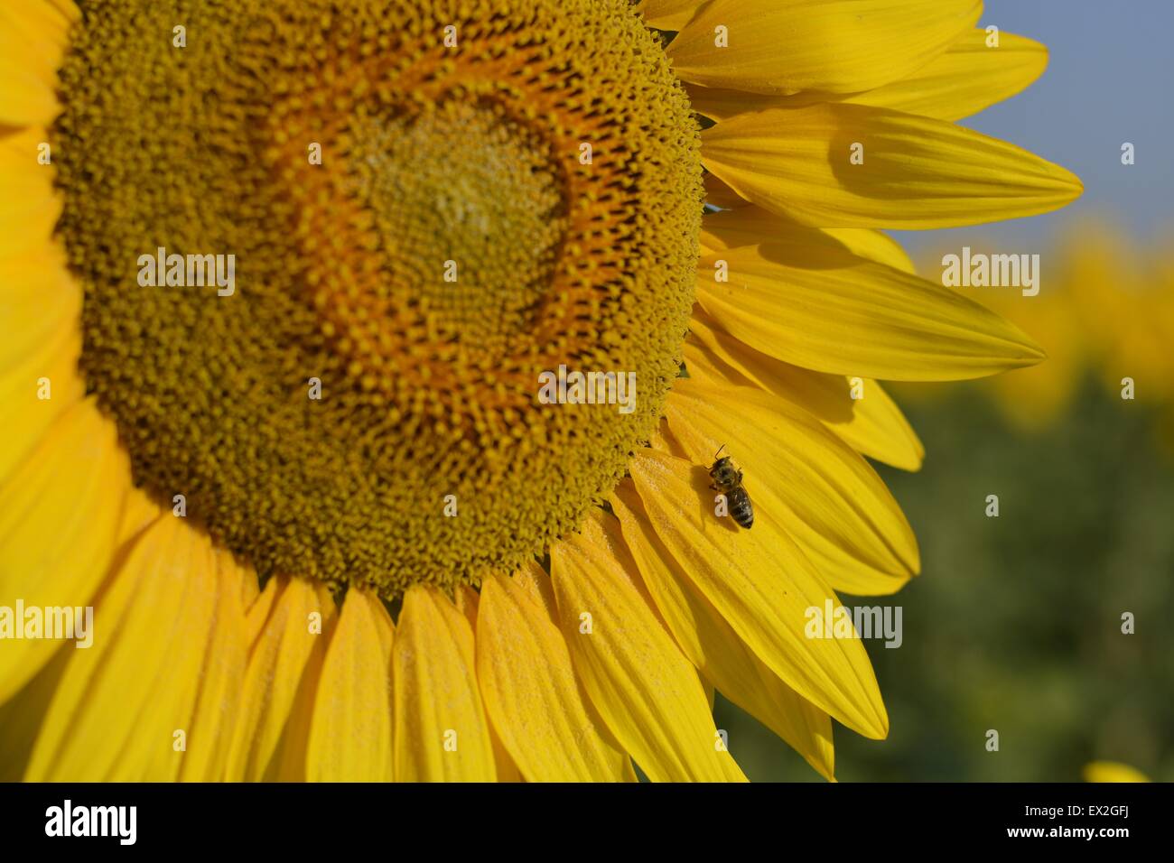 Sunflowers in the field Stock Photo - Alamy