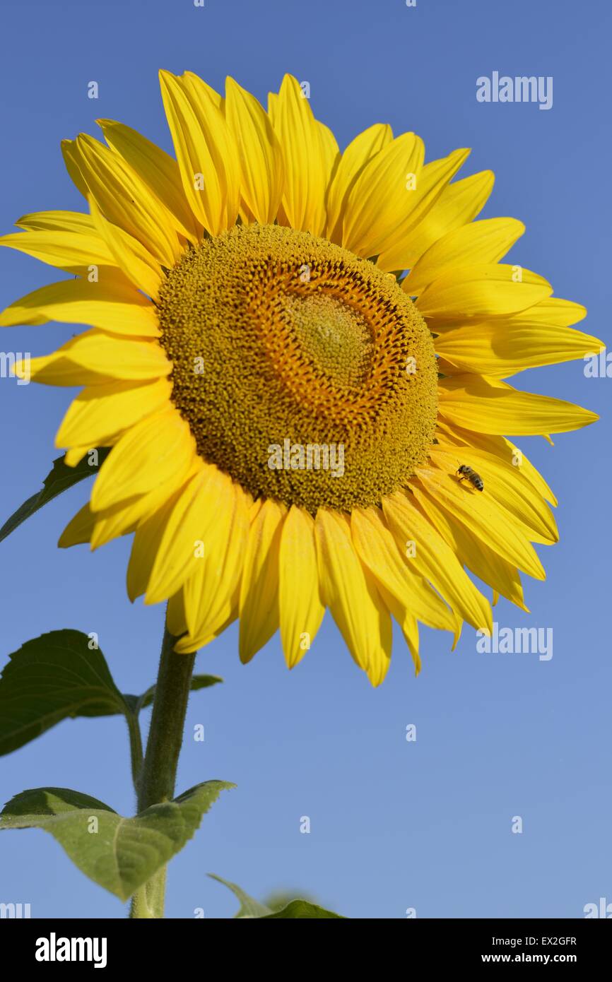 Sunflowers in the field Stock Photo - Alamy