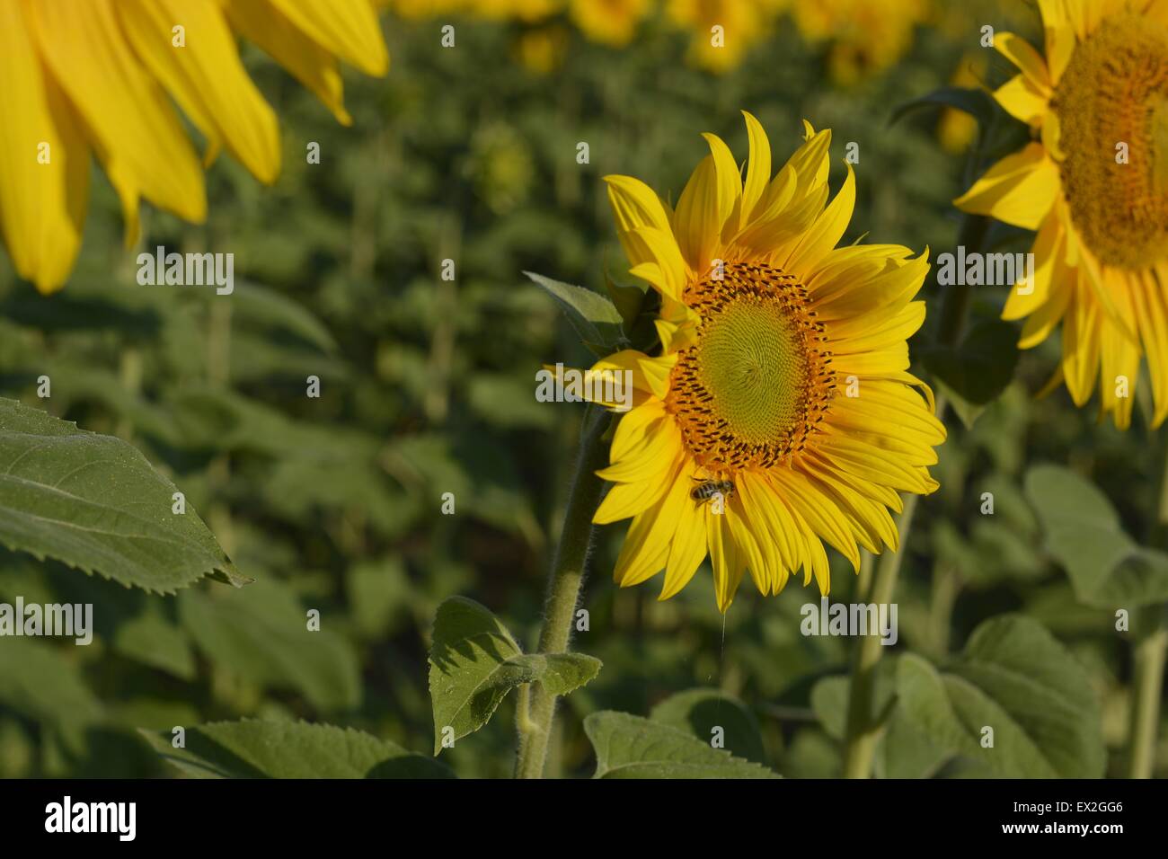 Sunflowers in the field Stock Photo - Alamy