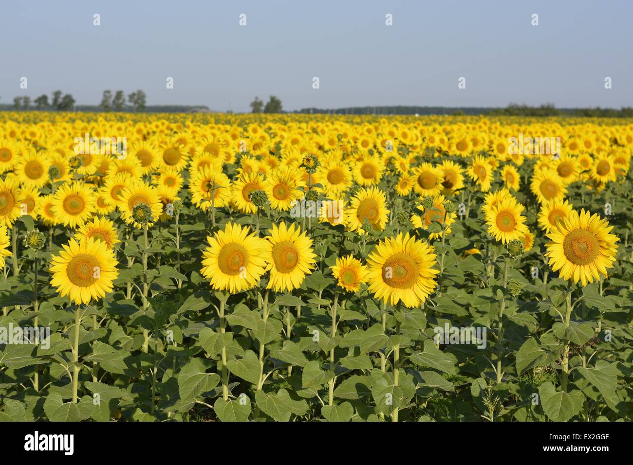 Sunflowers in the field Stock Photo - Alamy
