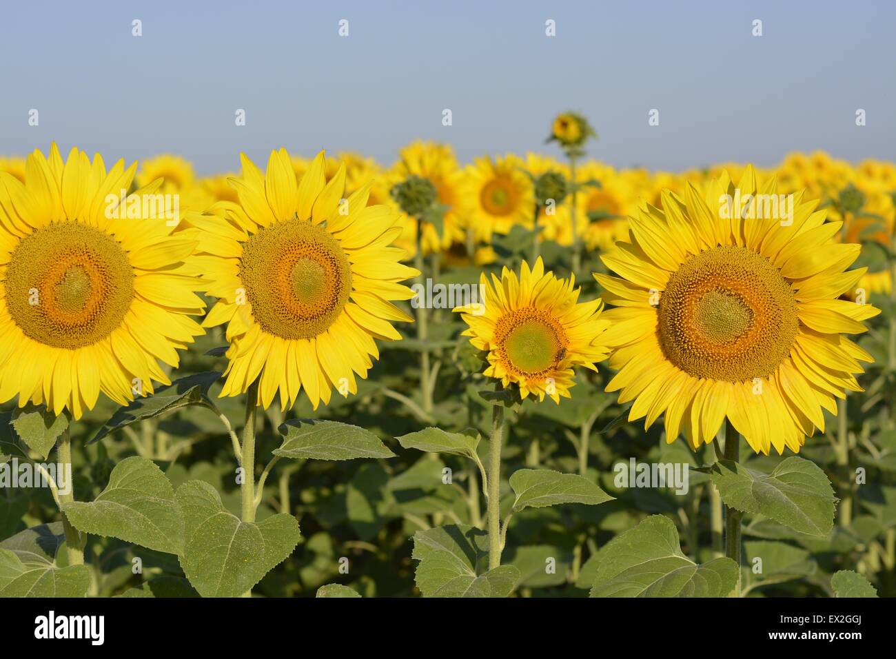 Sunflowers in the field Stock Photo - Alamy