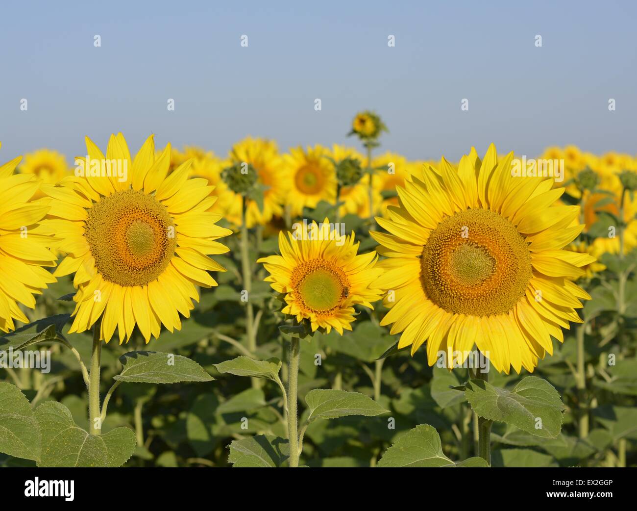 Sunflowers in the field Stock Photo - Alamy