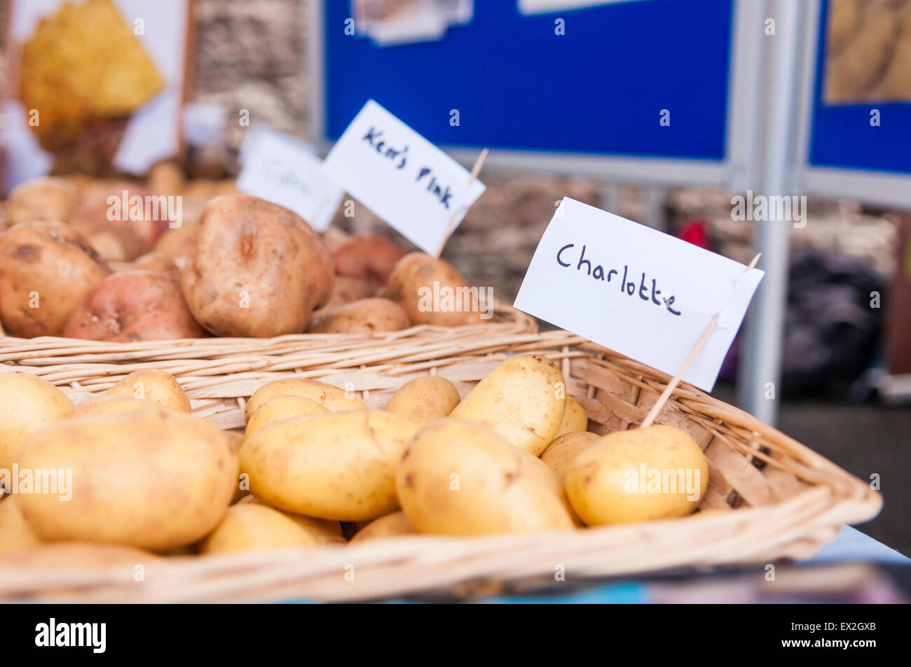 Charlotte and Kerr's Pink potatoes on display at a food fair. Stock Photo