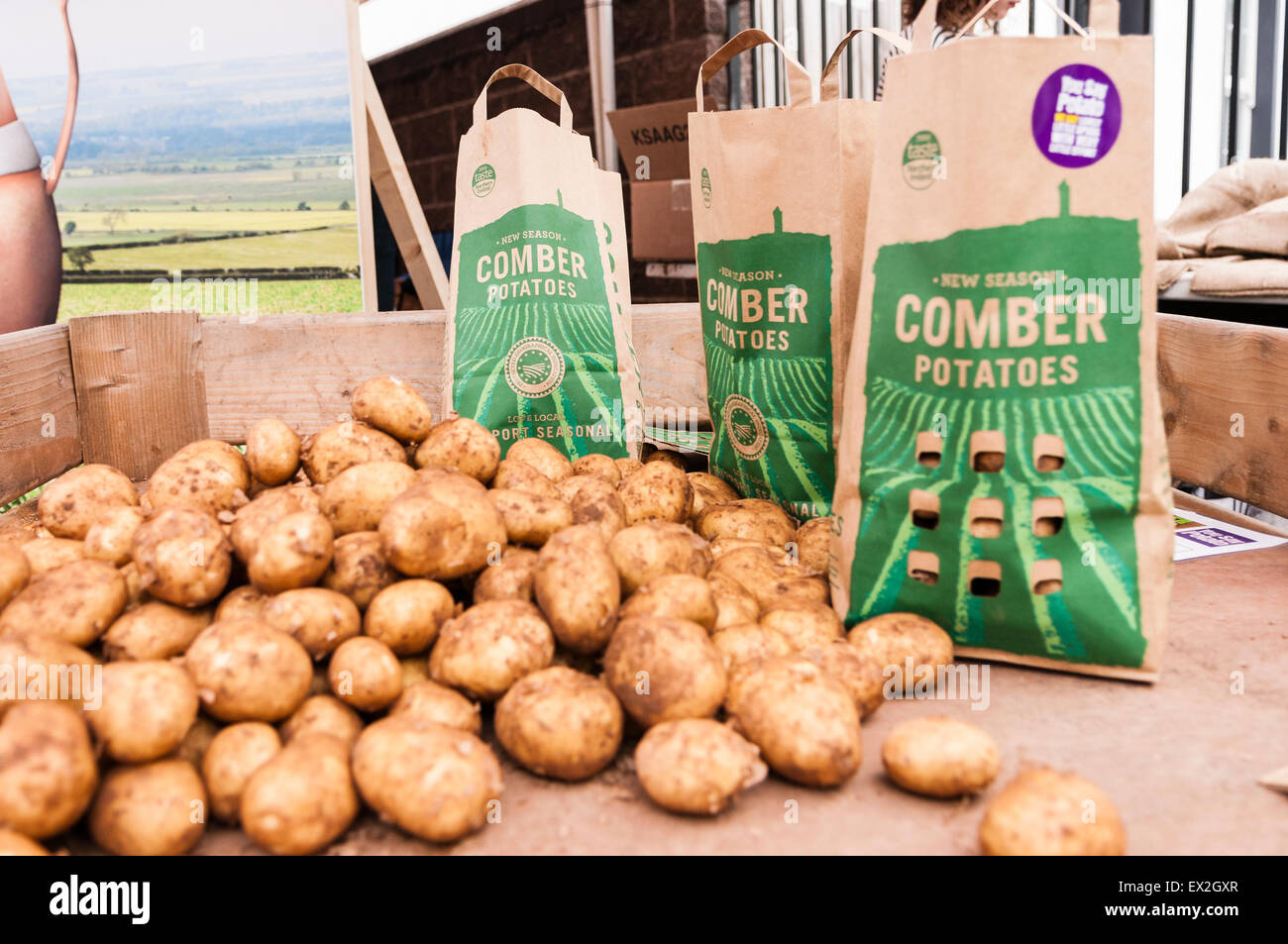 Comber 'Earlies' potatoes on sale at the Comber Potato Fair Stock Photo