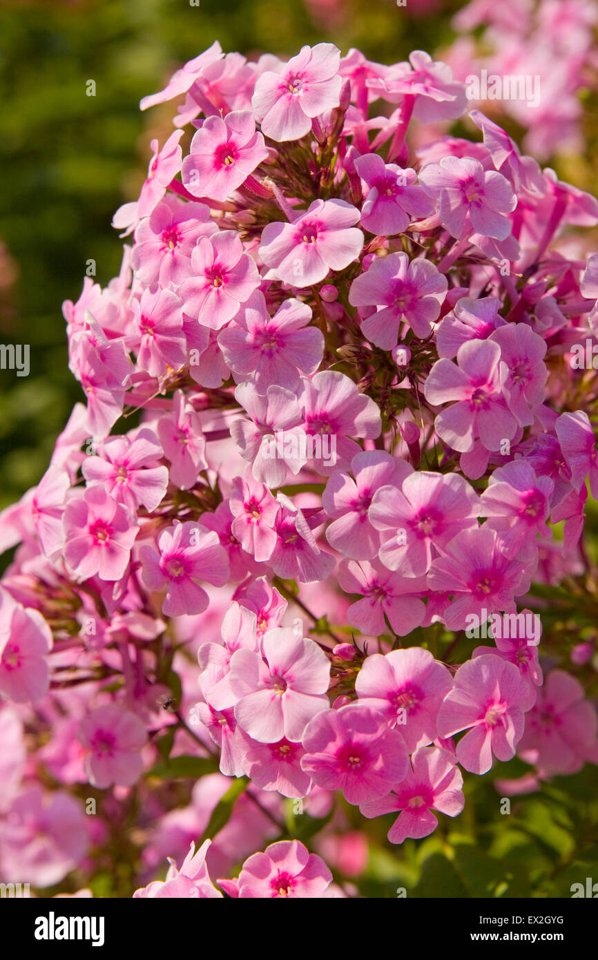 Phlox of pink colour, one branch, vertical. Stock Photo