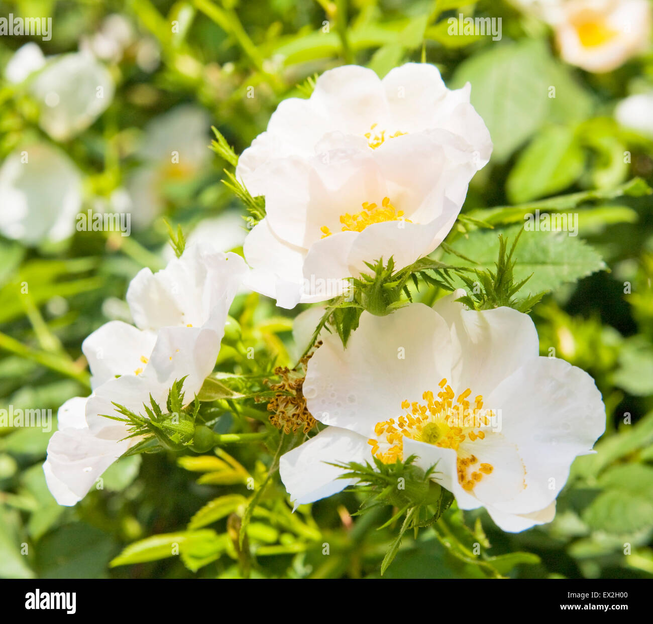 Few flowers of wild roses of white colour on green leaves Stock Photo ...