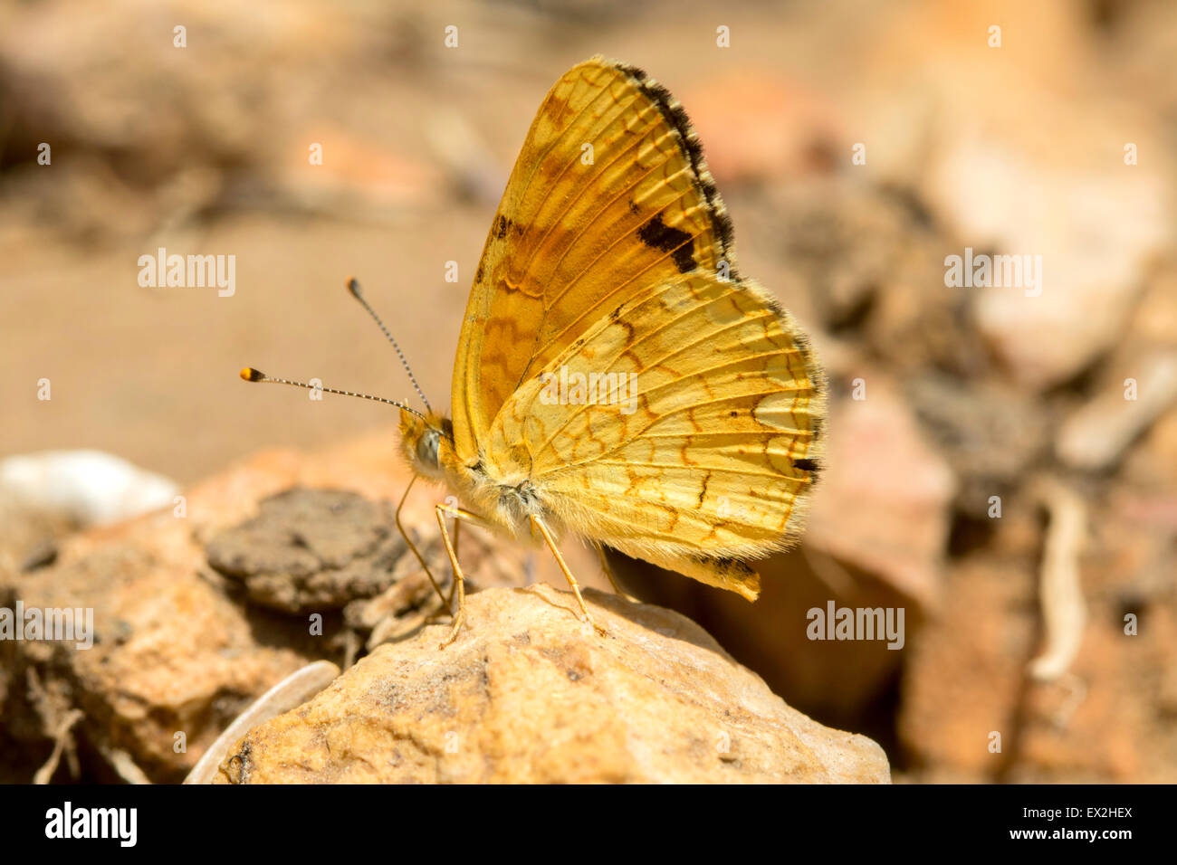 Pale Crescent  Phyciodes pallida south of Tropic Reservior, Kane County, Utah, United States 26 June     Adult Male       Nympha Stock Photo