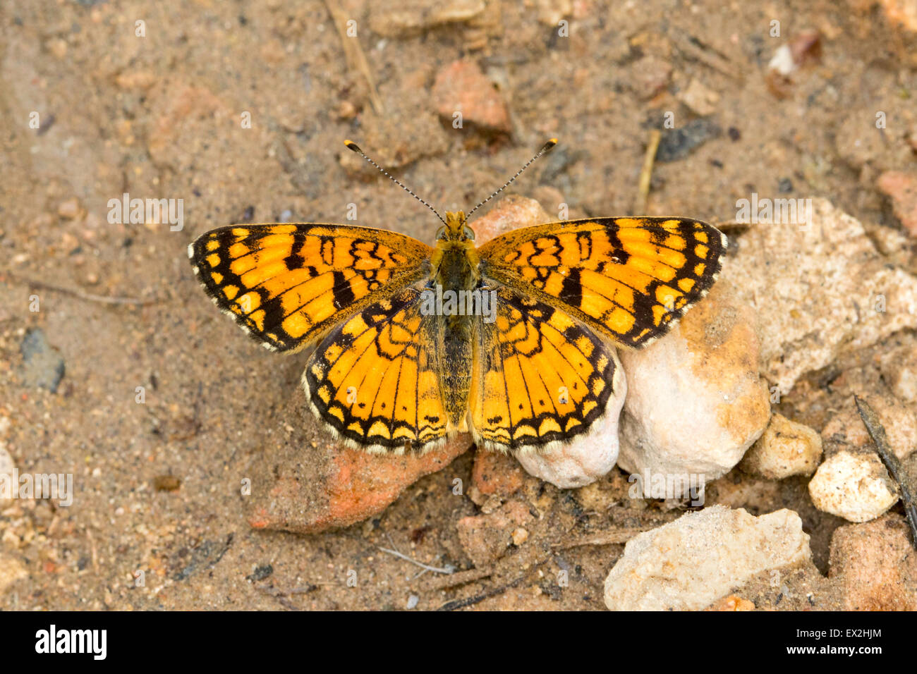 Pale Crescent  Phyciodes pallida south of Tropic Reservior, Kane County, Utah, United States 26 June     Adult Male       Nympha Stock Photo