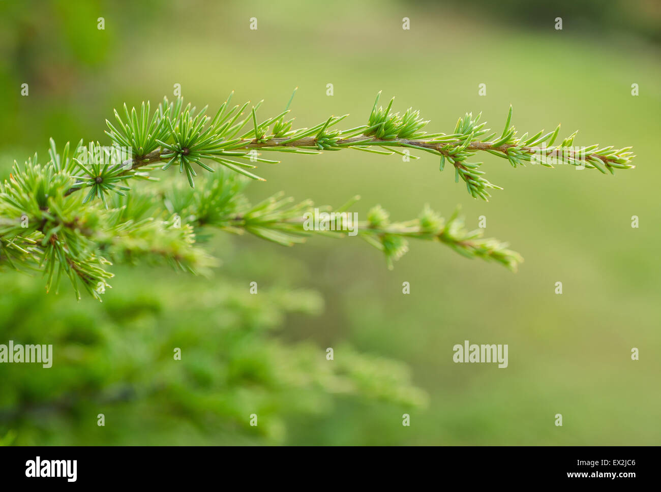 pine branch on blurred background Stock Photo