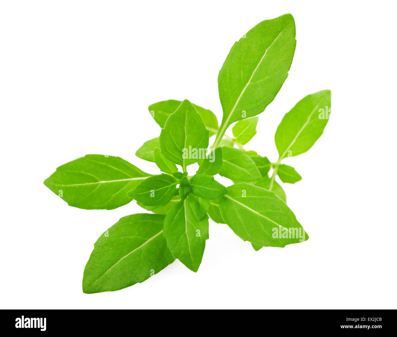 Greek basil hires stock photography and images Alamy