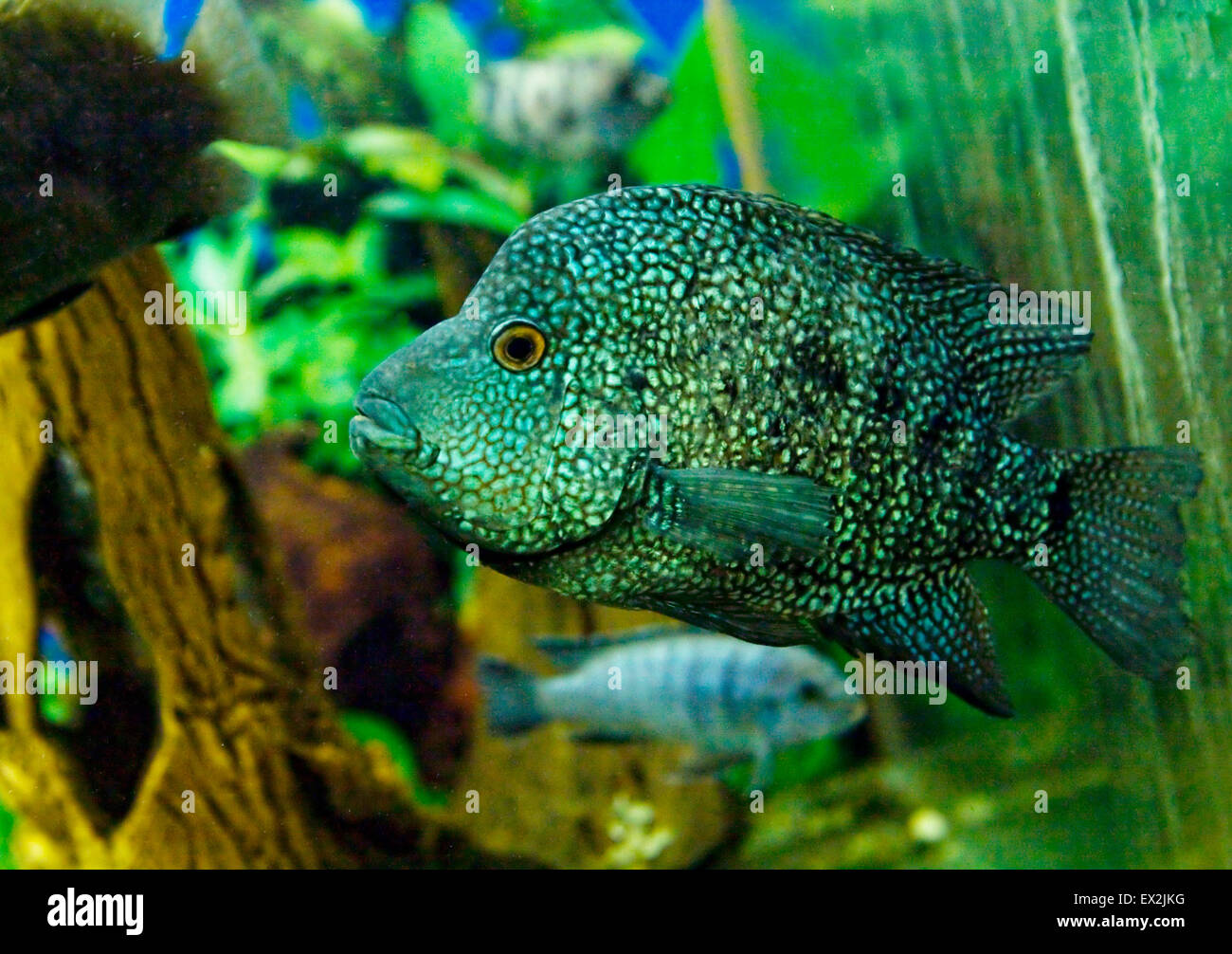 Tropical fish Chichlidae parachromis managuensis, lives in Africa and Latin America. Stock Photo
