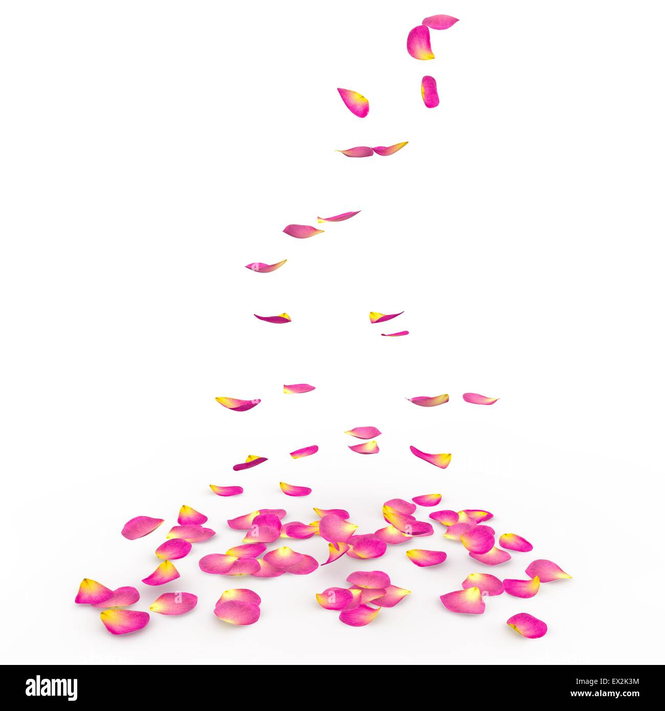 Rose petals fall to the floor. Isolated background Stock Photo - Alamy