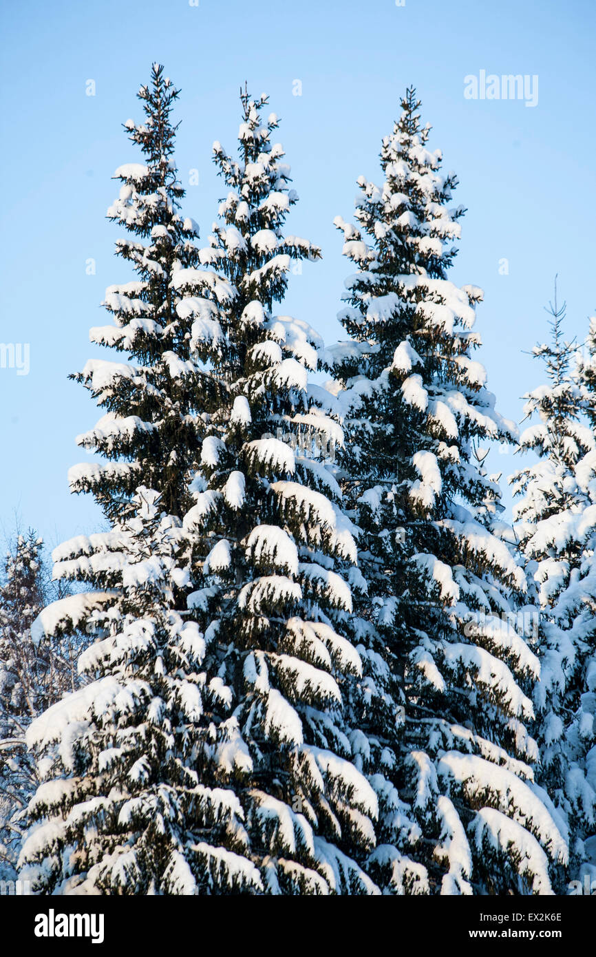 Fir trees snow hi-res stock photography and images - Alamy