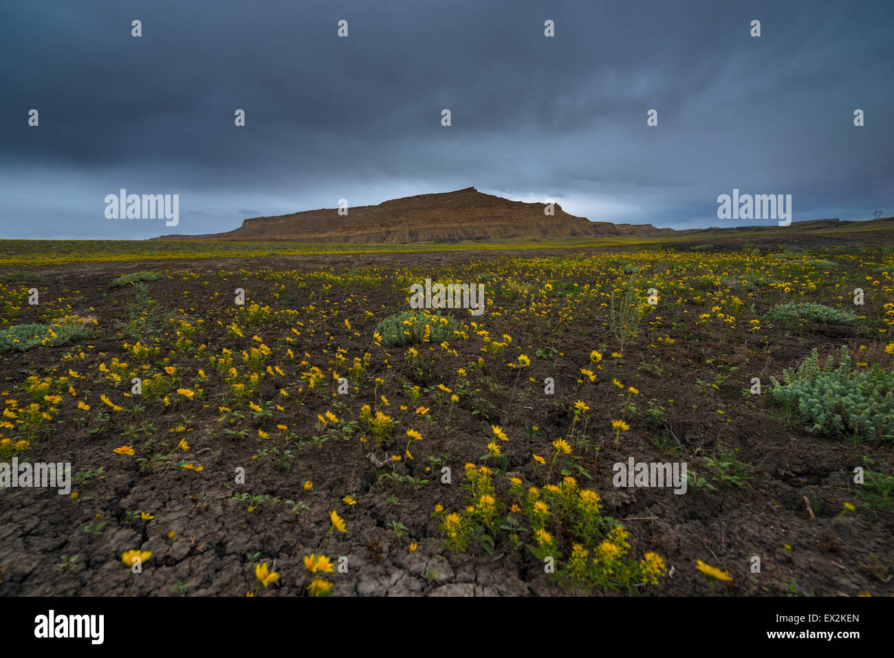 Yellow Flowers Cottonwood Canyon Road Utah Horizontal Composition Stock Photo Alamy