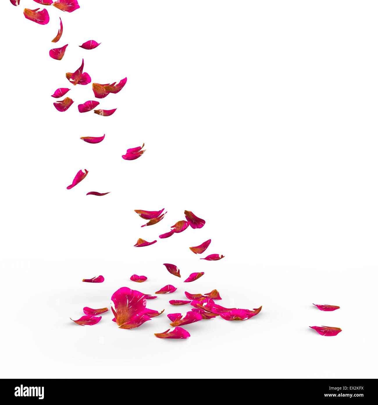 Rose petals fall to the floor Stock Photo Alamy