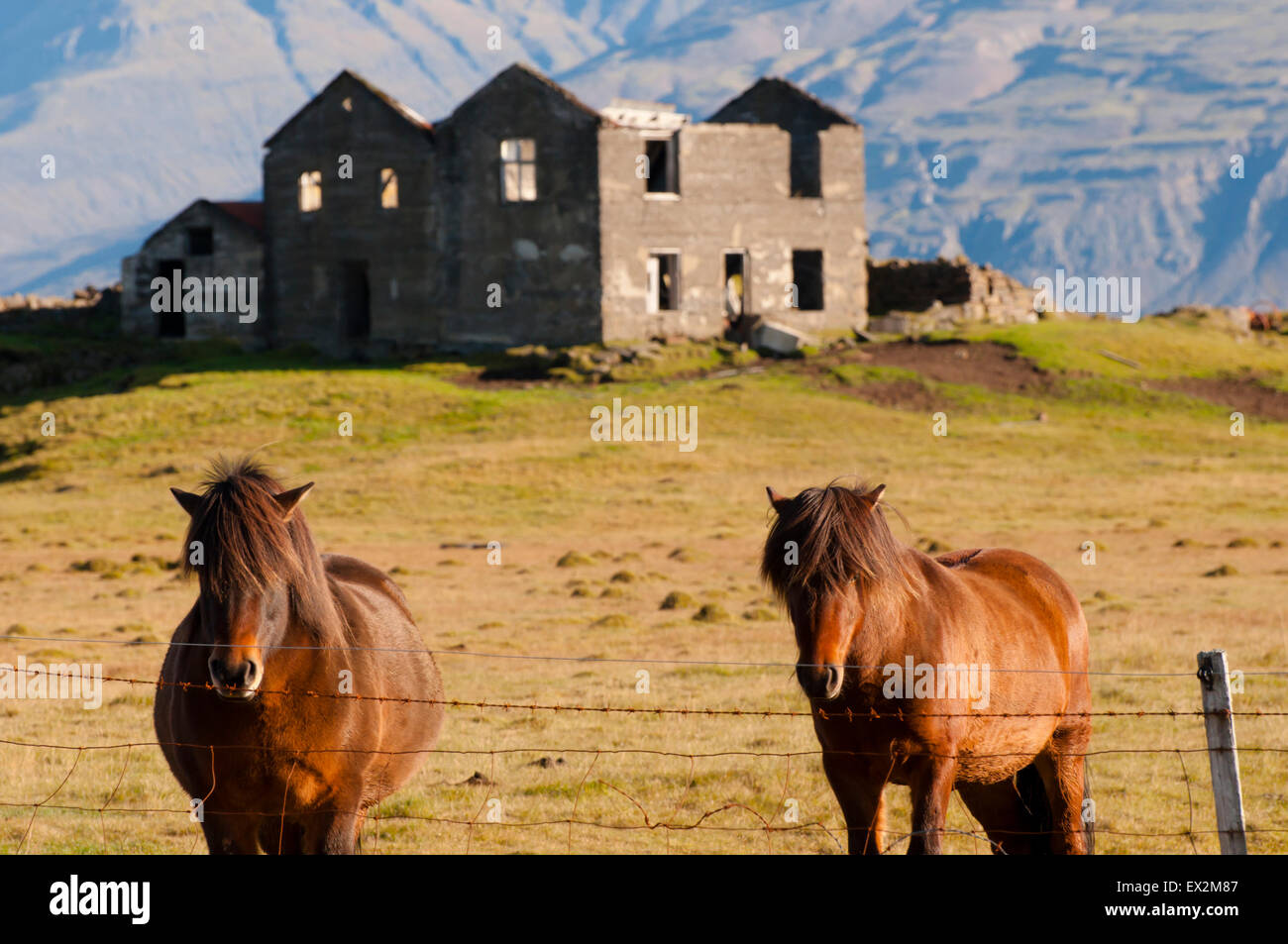 Ponies - Iceland Stock Photo