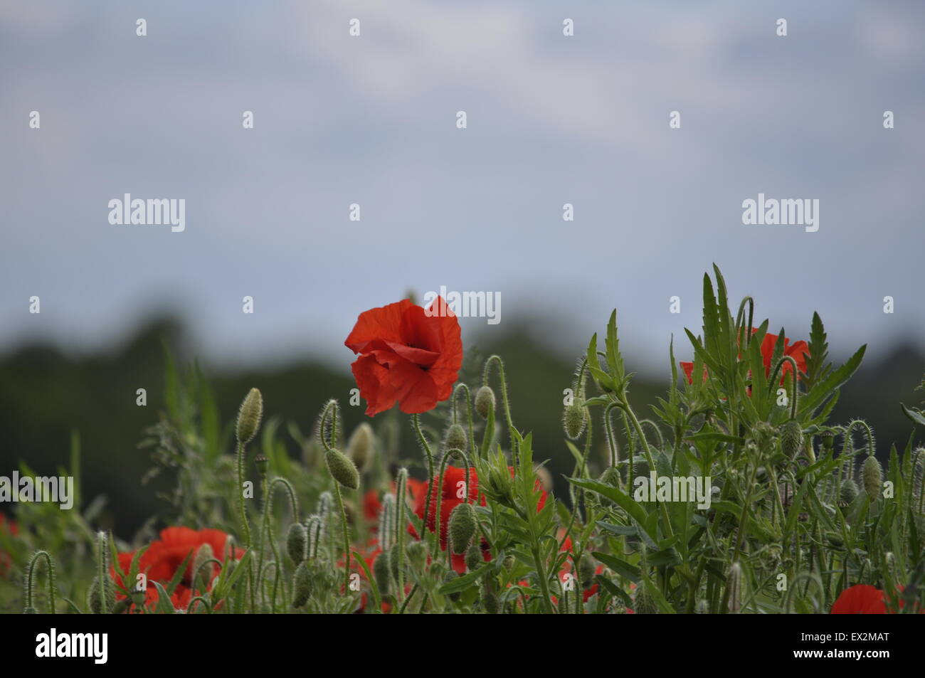 White peace poppies hi-res stock photography and images - Alamy