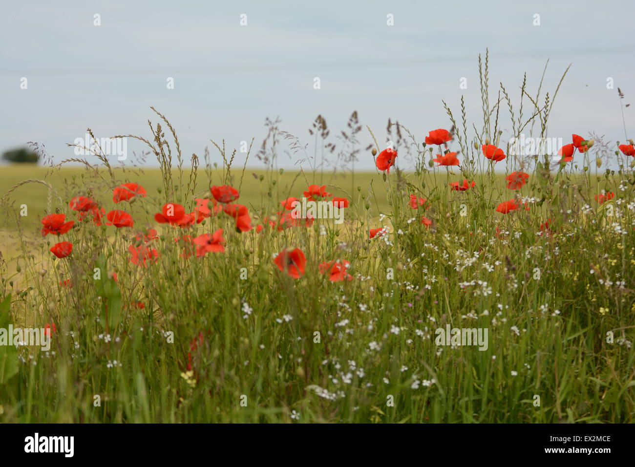 White Peace Poppies High Resolution Stock Photography and Images - Alamy