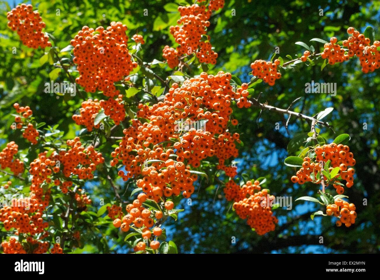 Small Orange Berries High Resolution Stock Photography And Images Alamy