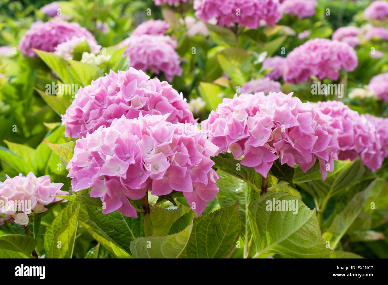 large pink hydrangea flowers that bloom in the sun Stock Photo - Alamy